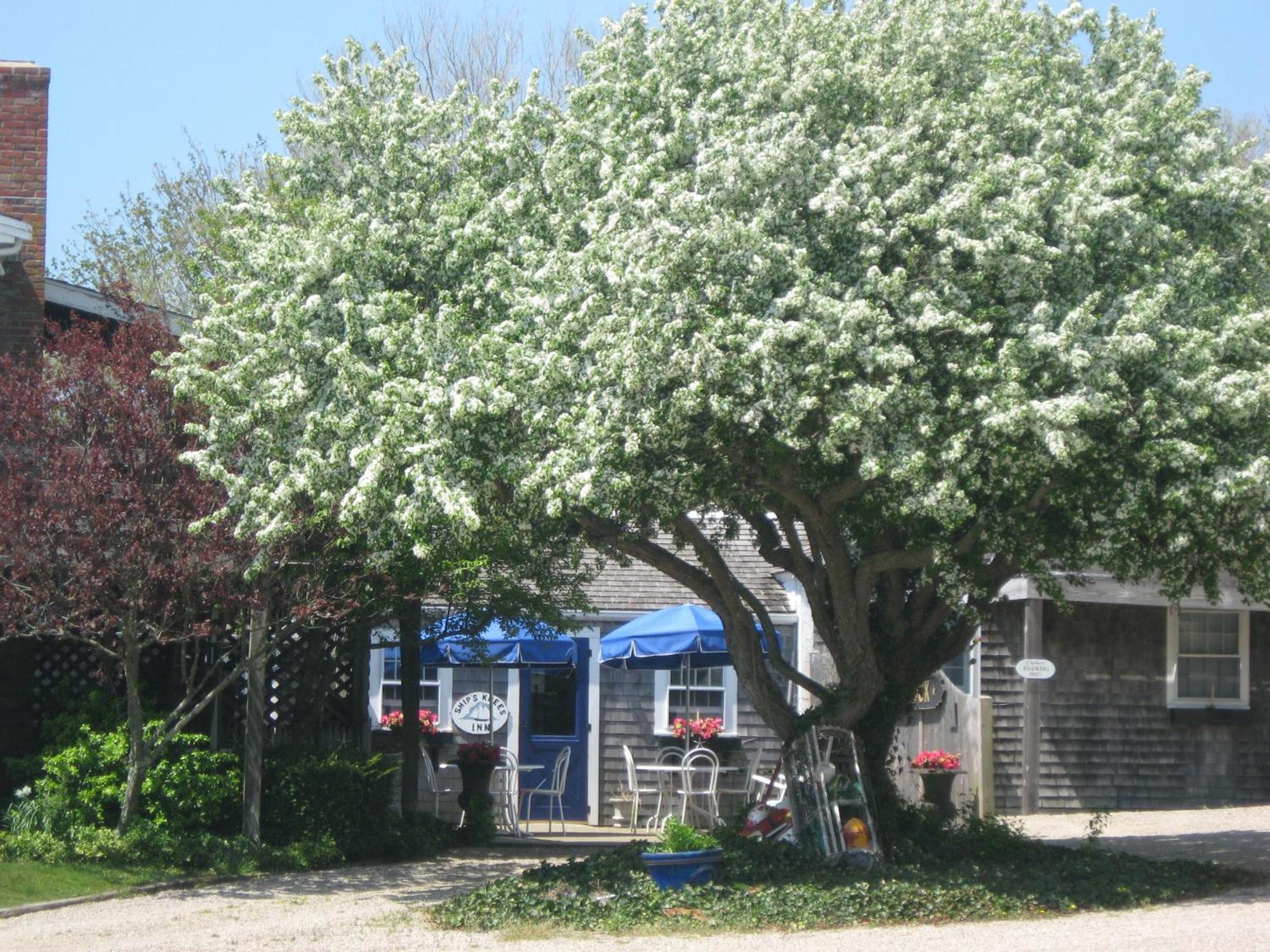 Ship'S Knees Inn East Orleans Exterior foto